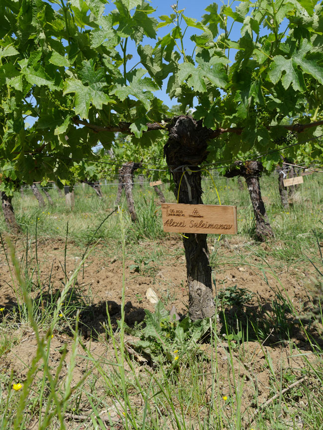 Виноградник на урожай